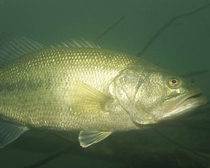 300px-Largemouth_bass_fish_underwater_micropterus_salmoides | Tackle ...