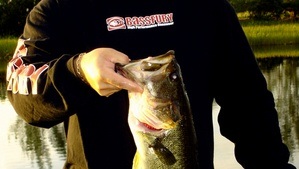 Large Mouth Bass