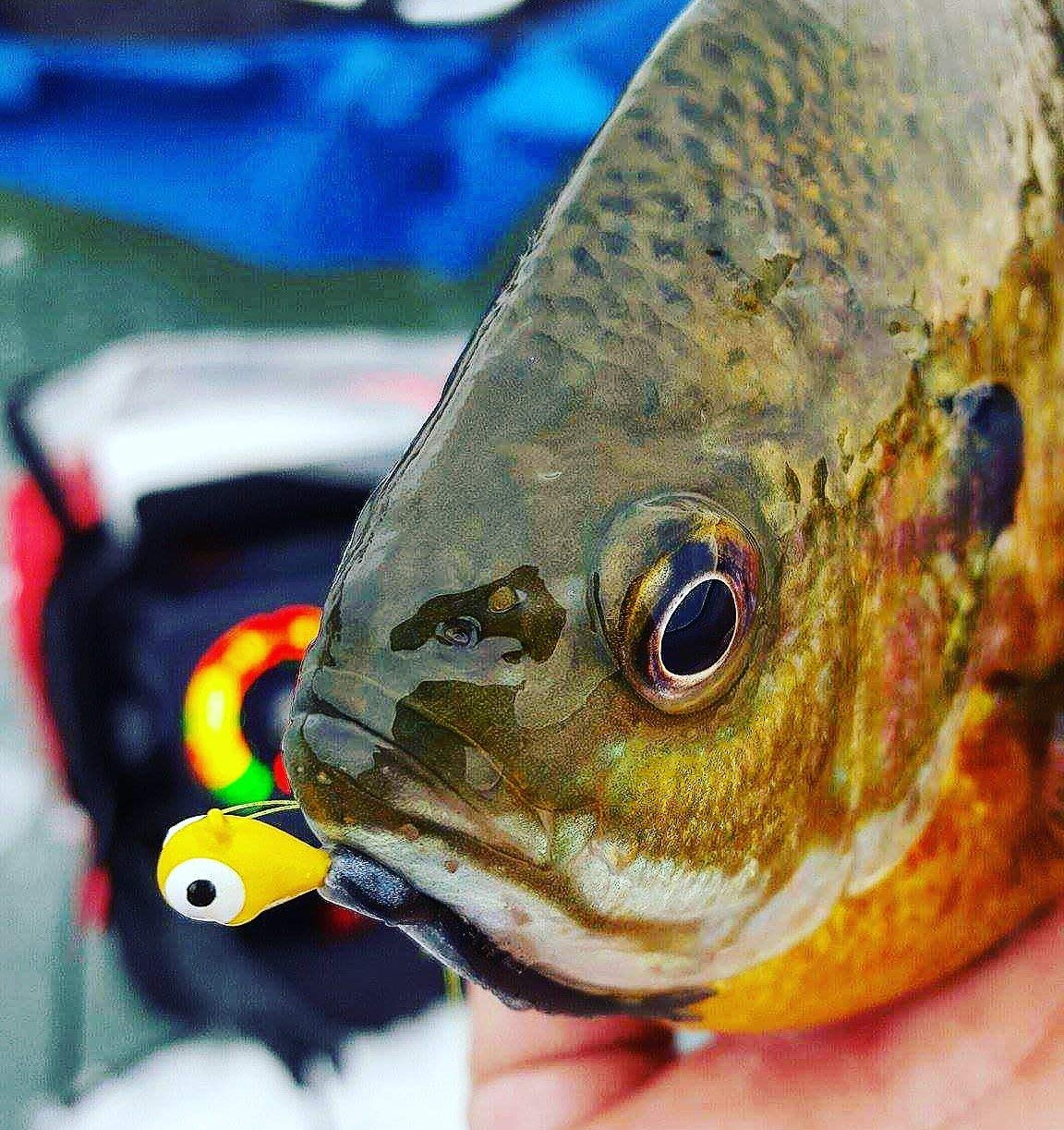 Crappie with a yellow jig in its mouth.