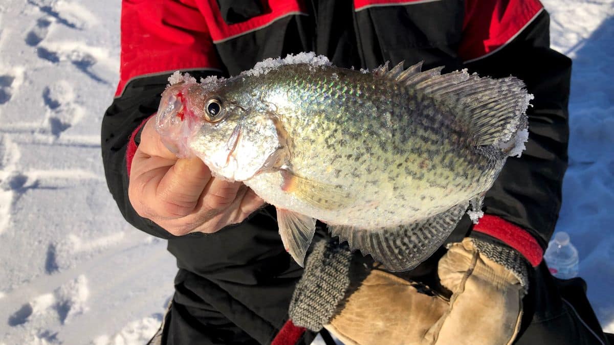 Ice Angler Holding a Crappie