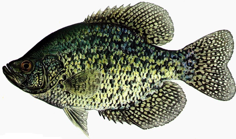 Black crappie.