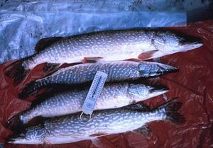 Northern Pike