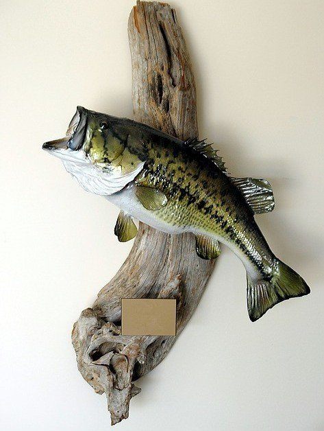 Mounted and stuffed largemouth bass on a piece of driftwood.