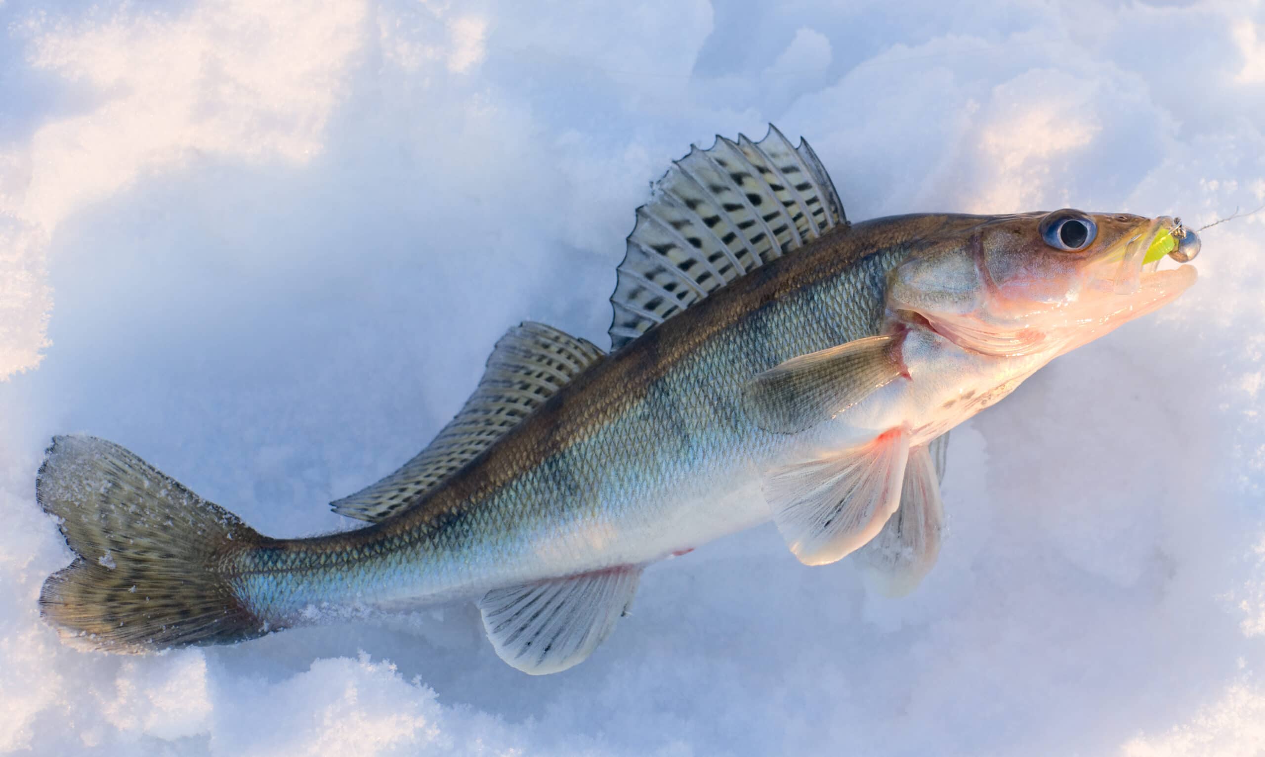 Walleye caught on jig lure is lying on snow in last rays of sunlight, released after shooting