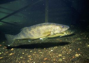 Walleye Fishing Tips