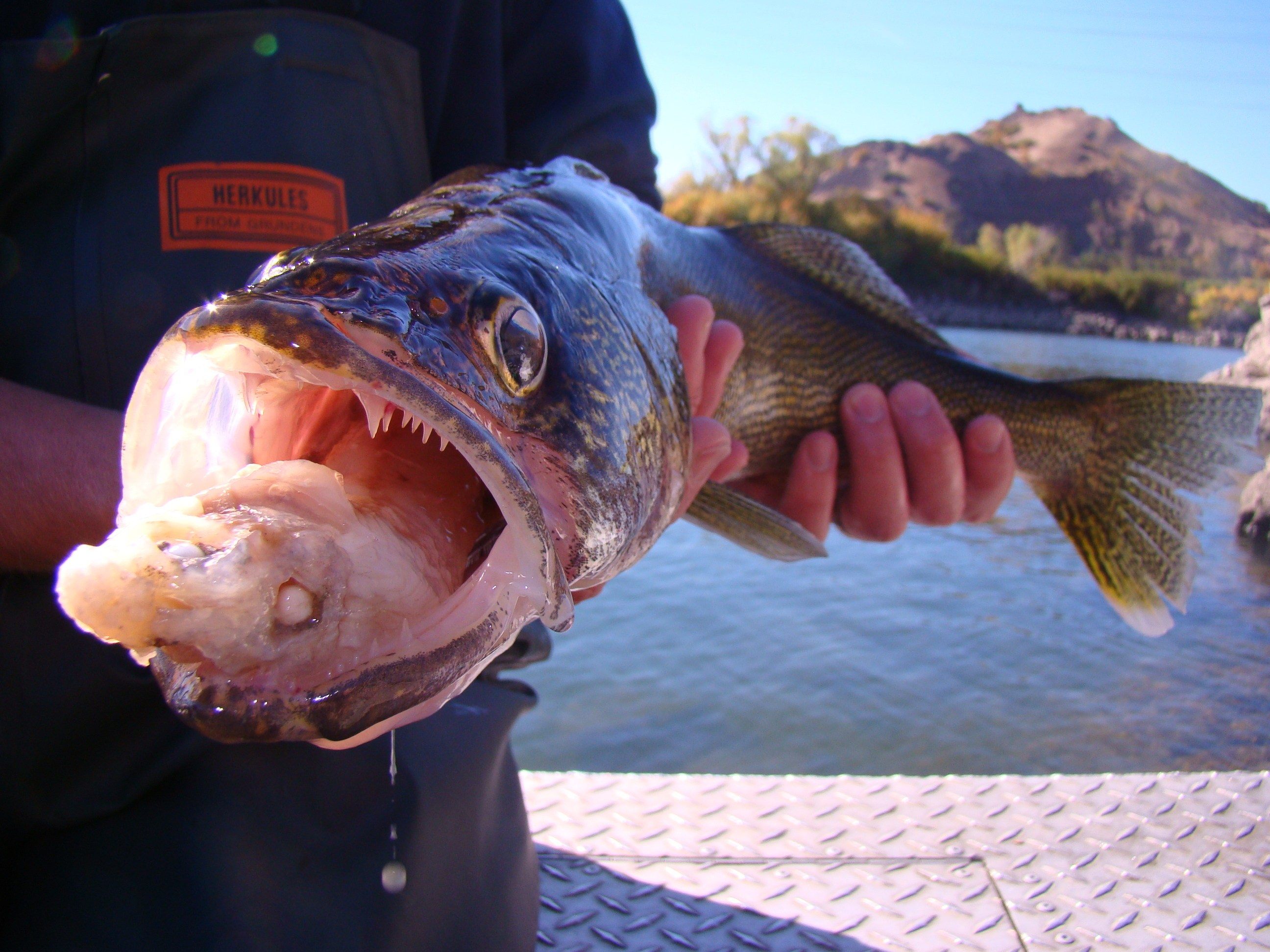 Man holding a walleye 