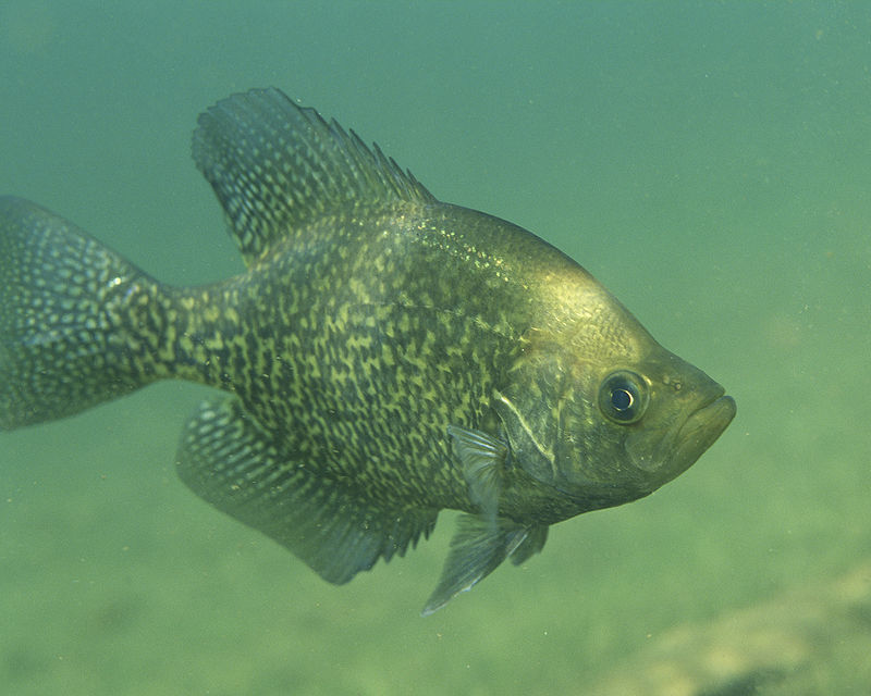 Black crappie swimming.