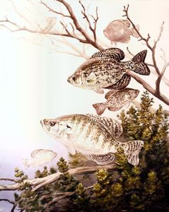 Crappie Fishing Techniques