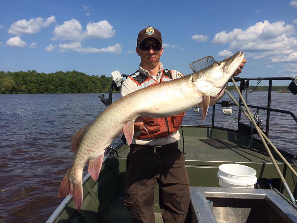 Fisherman holding a huge musky on a boat.