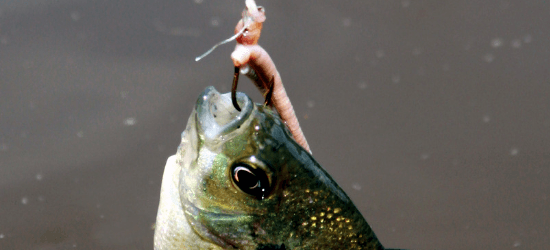 Hooked bluegill with hanging worm