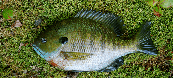 Bluegill fish lying on the grass.