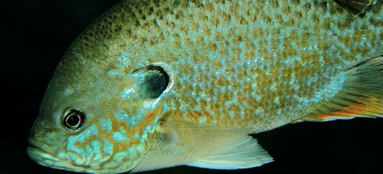 Bluegill fish swimming.