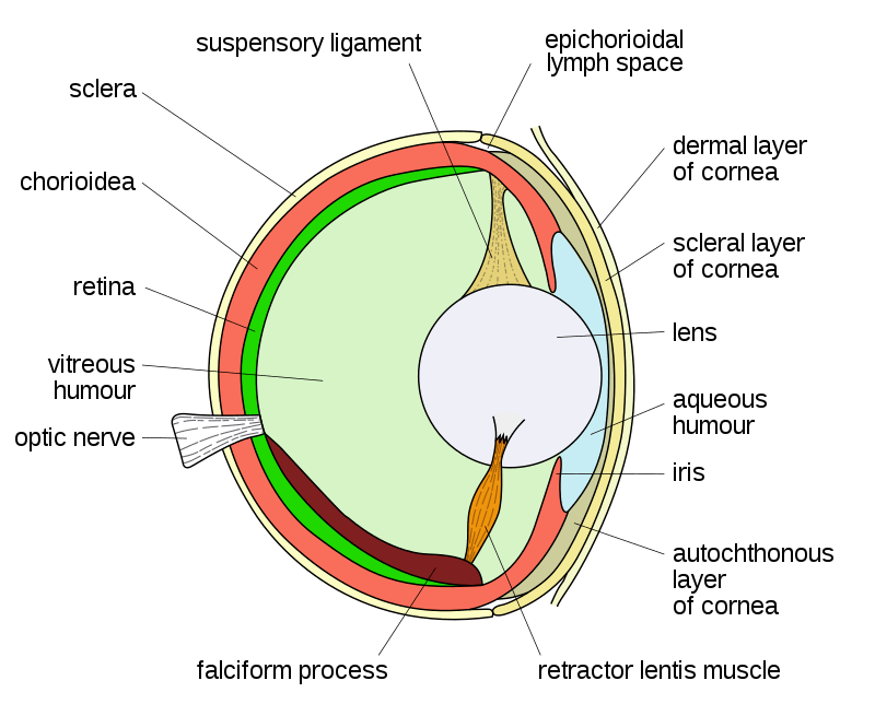 Bony Fish Eye Diagram