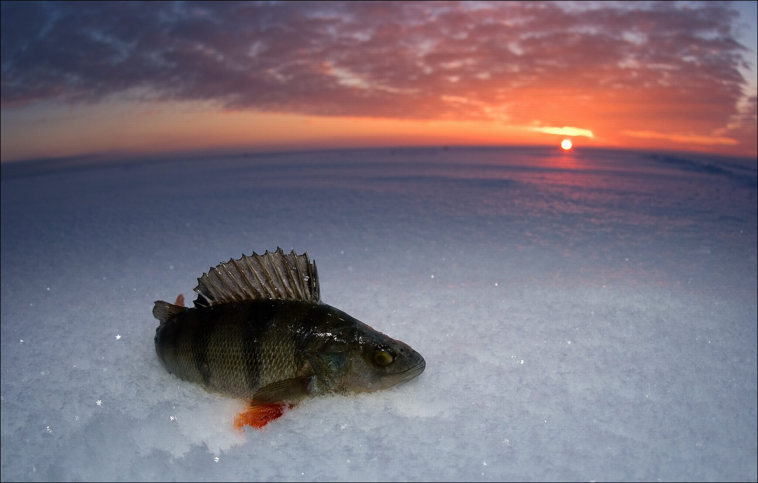 Perch. Just caught fish lies on snow in decline beams.