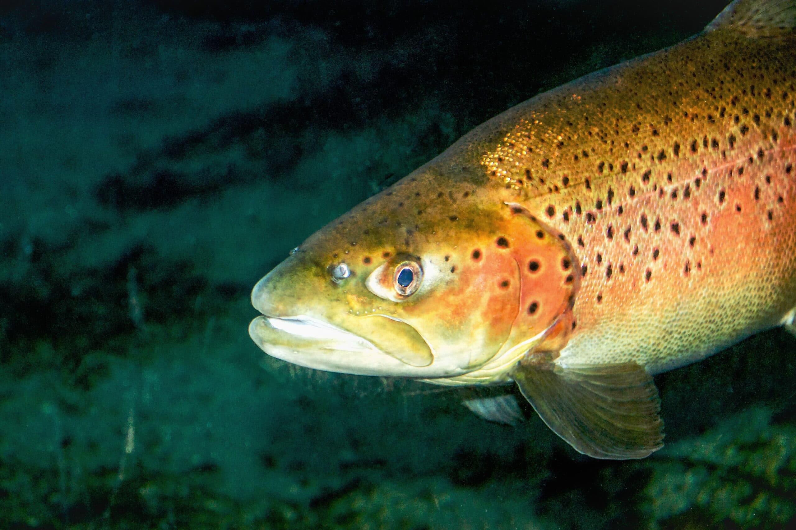 The brown trout (Salmo trutta) is a European species of salmonid fish that has been widely introduced into suitable environments globally.