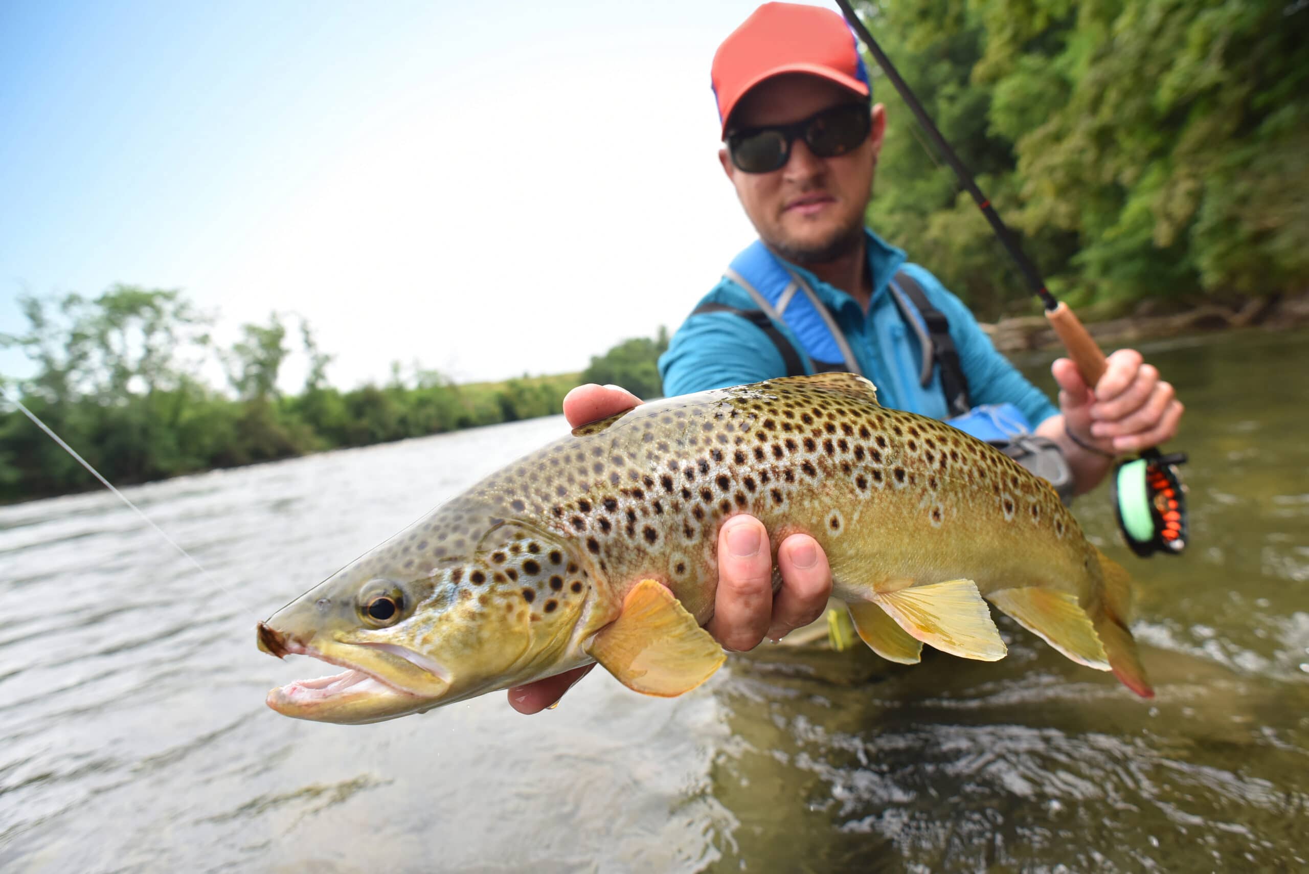 Fly-fisherman holding brown trout out of the water