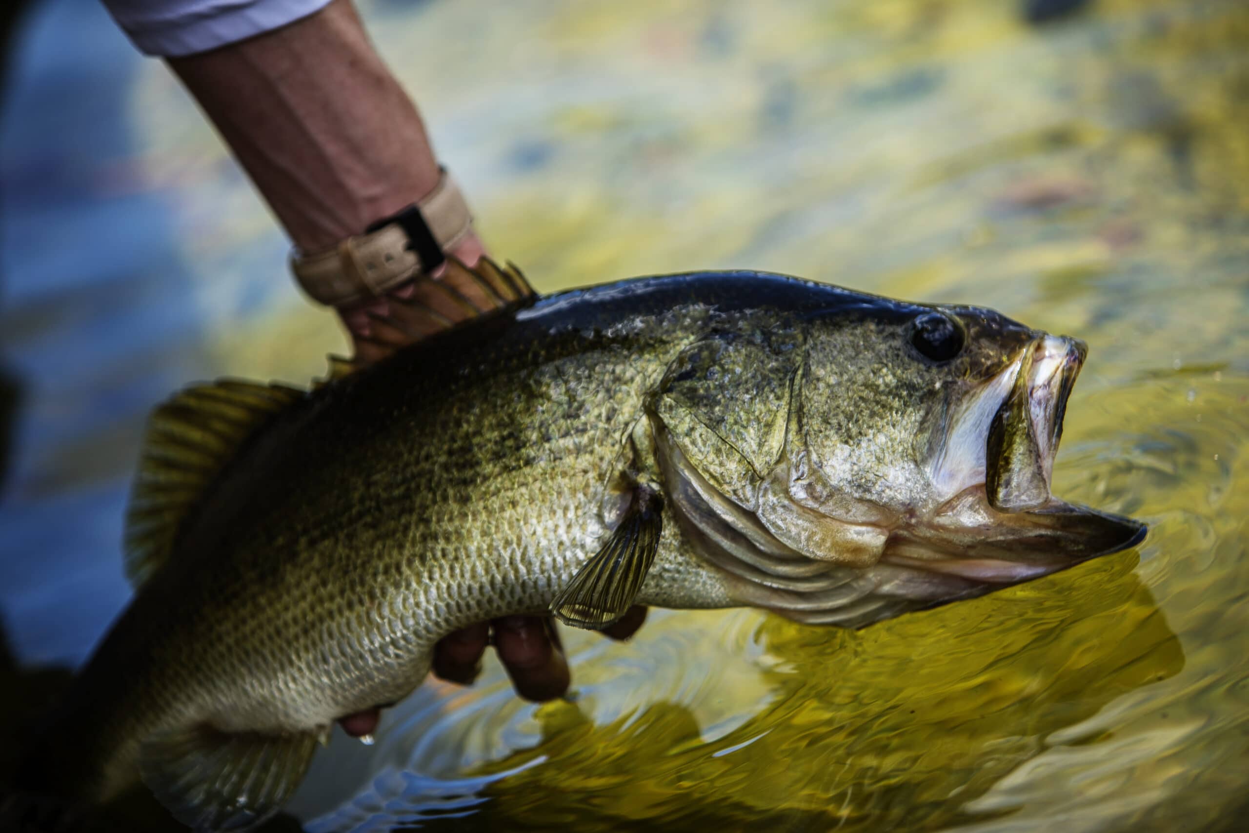 Man holding a largemouth bass over a river.