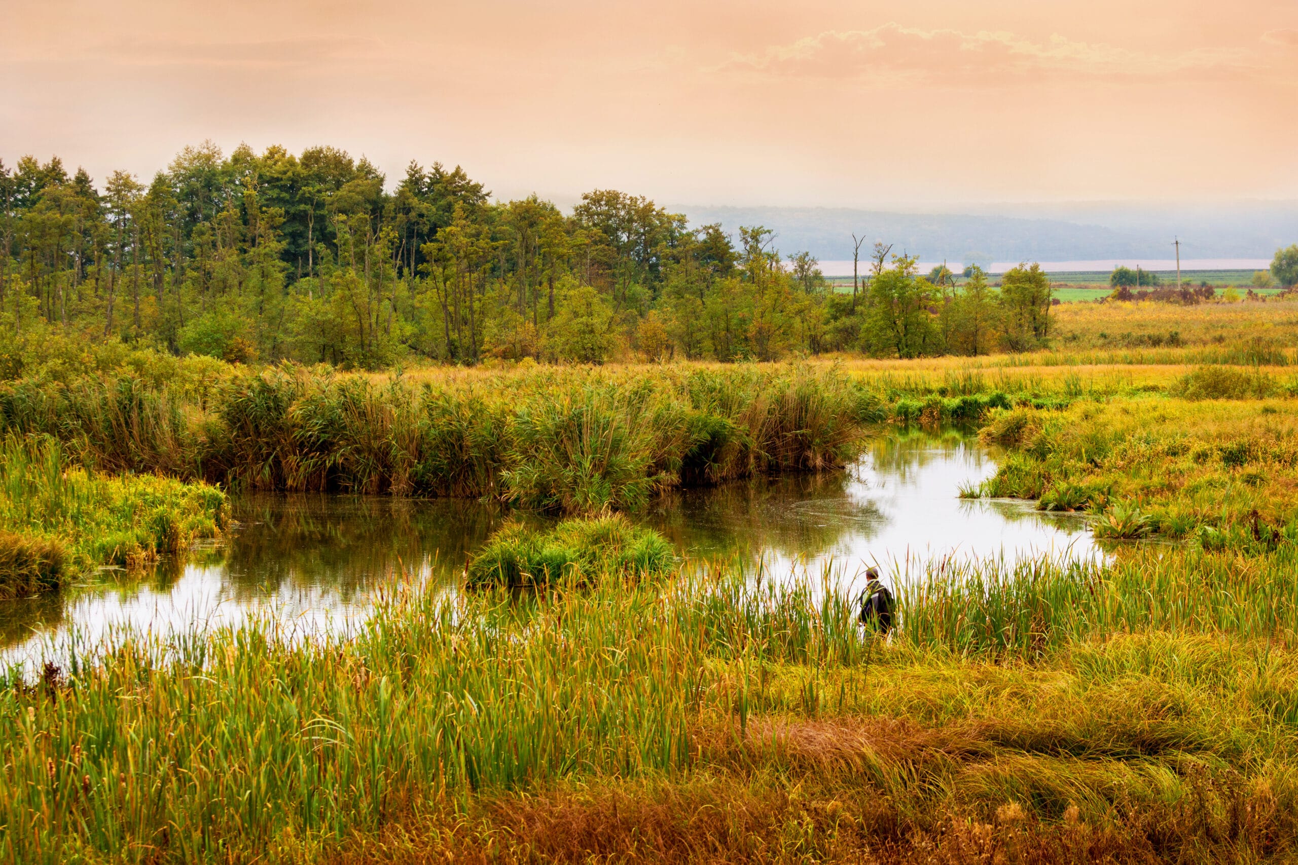 River with dense thickets of reeds and trees in the morning at sunrise_