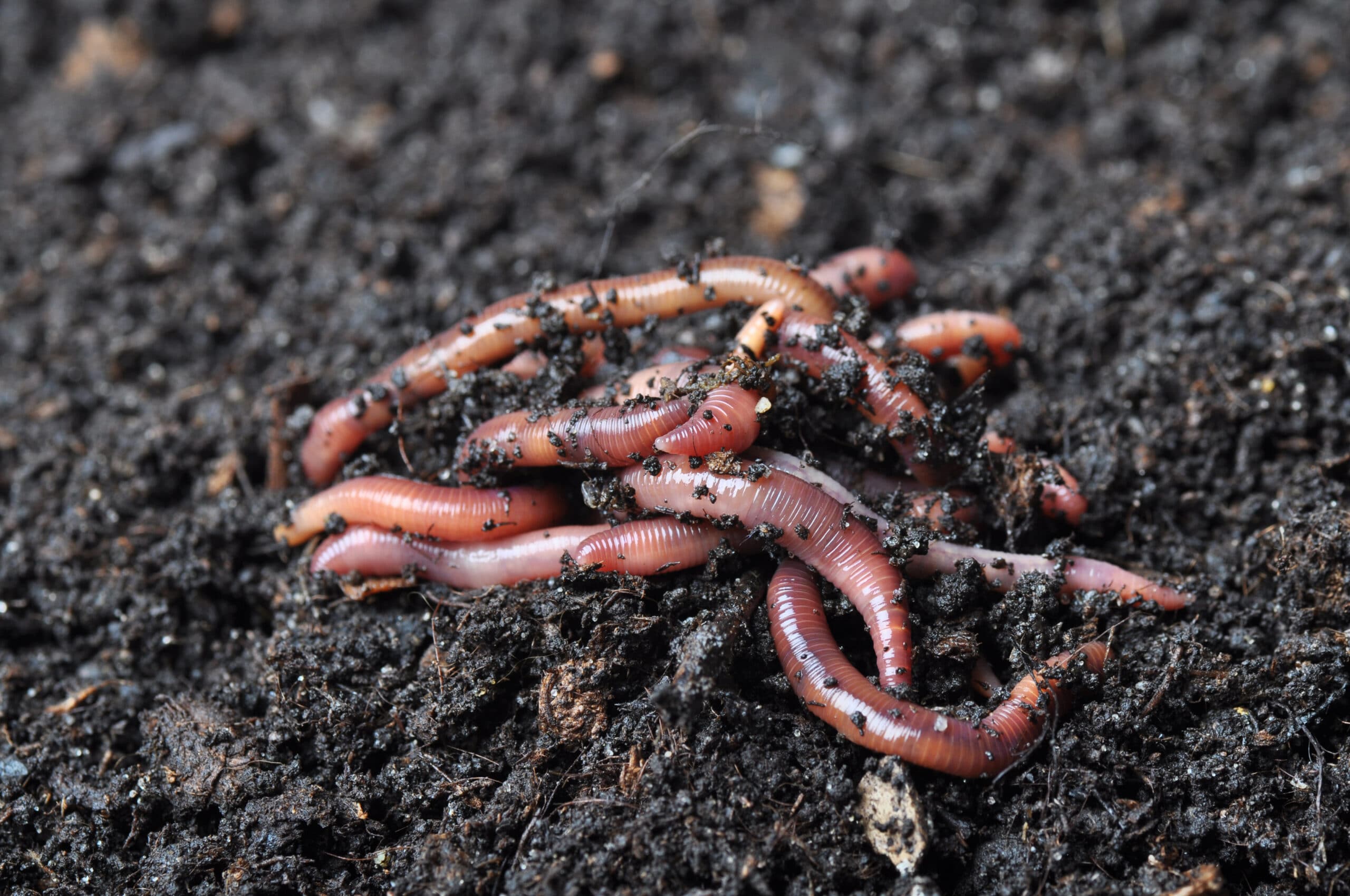 Group of earthworms