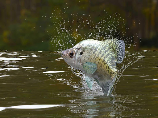 Crappie jumping out of the water