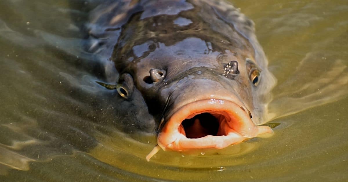 Carp in water