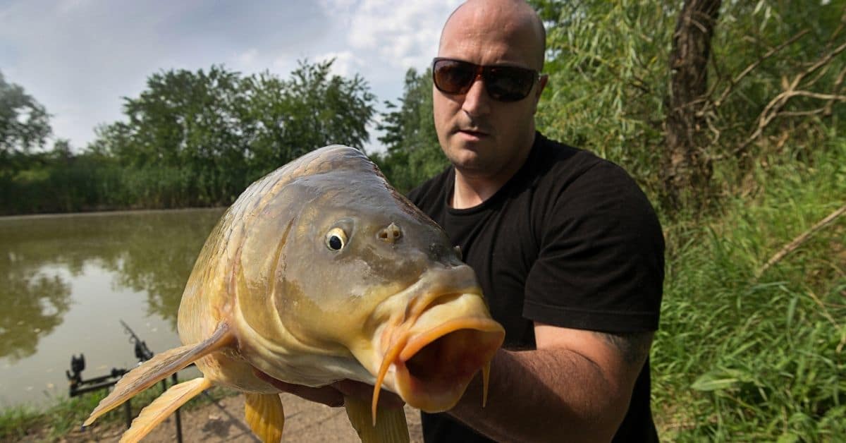 Fisherman Holding a Carp