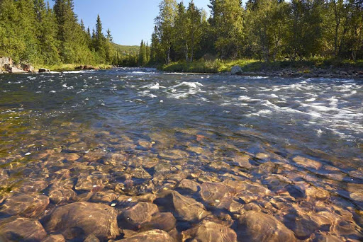 Close up of river running through the woods