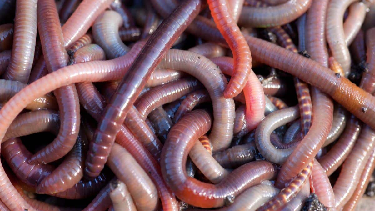 Earthworms