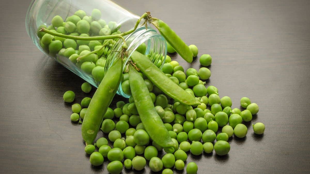 Spilled Jar of Green Peas