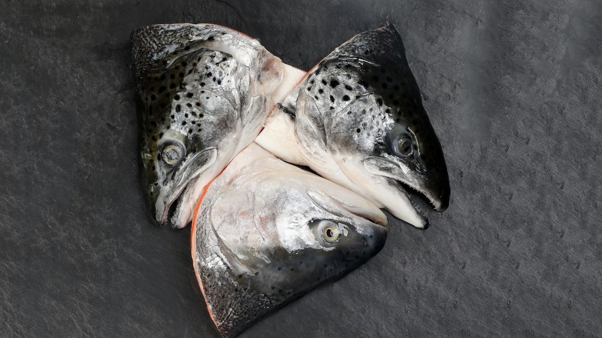 Salmon Heads