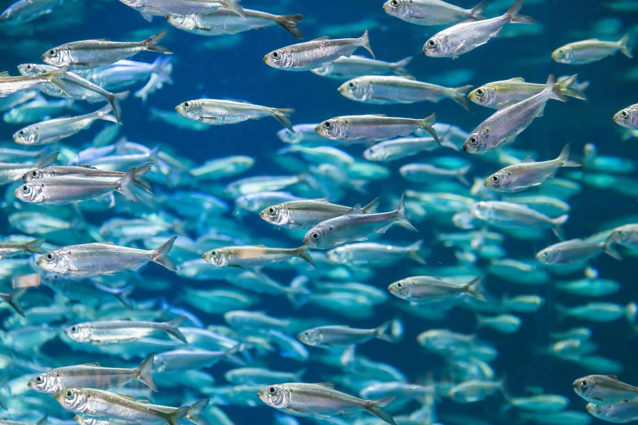 Shoal of alewives