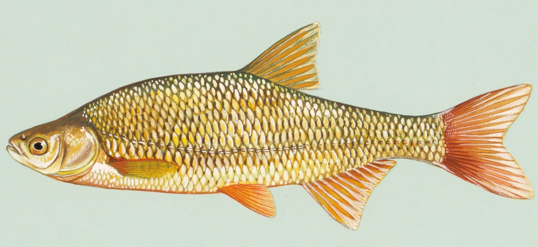 Golden Shiner