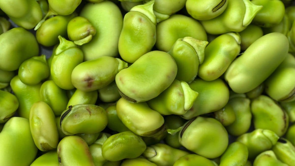 Lima Beans