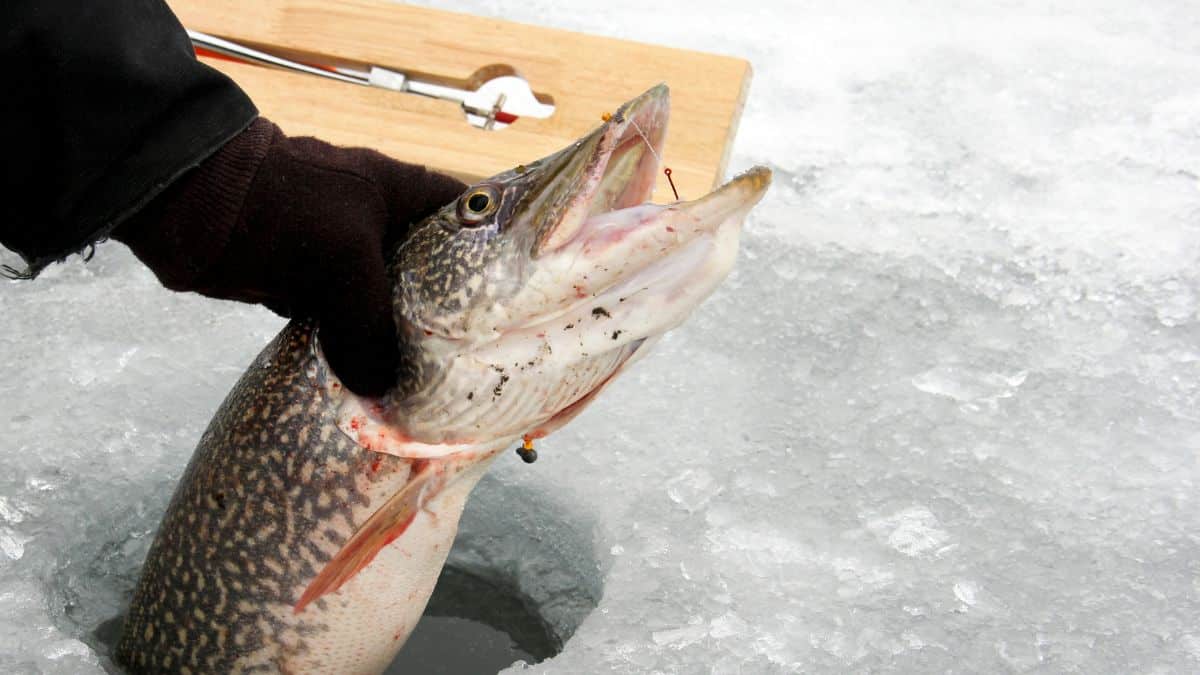 Northern Pike Caught While Ice Fishing