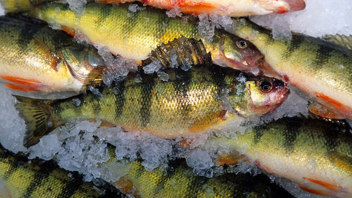 Yellow Perch