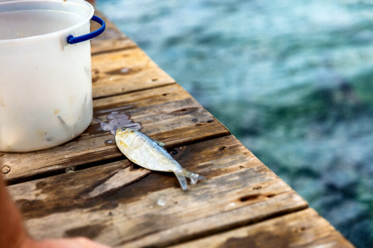 Best Bait for Tarpon Catch More of the Silver King