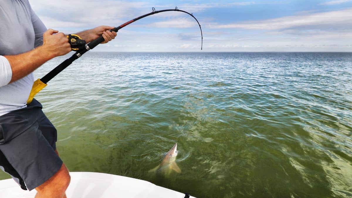 Angler shark fishing