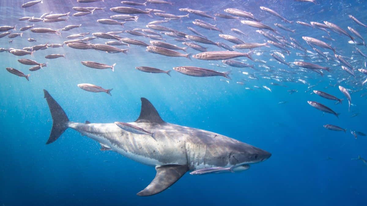 Shark swimming near bait fish