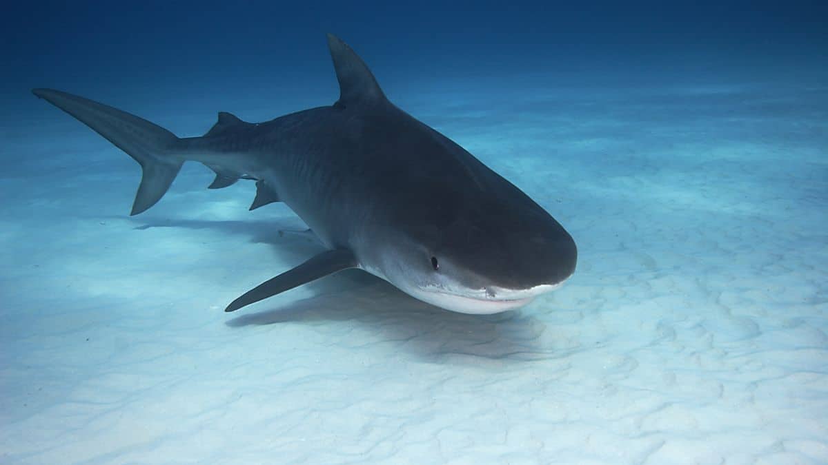 Tiger Shark