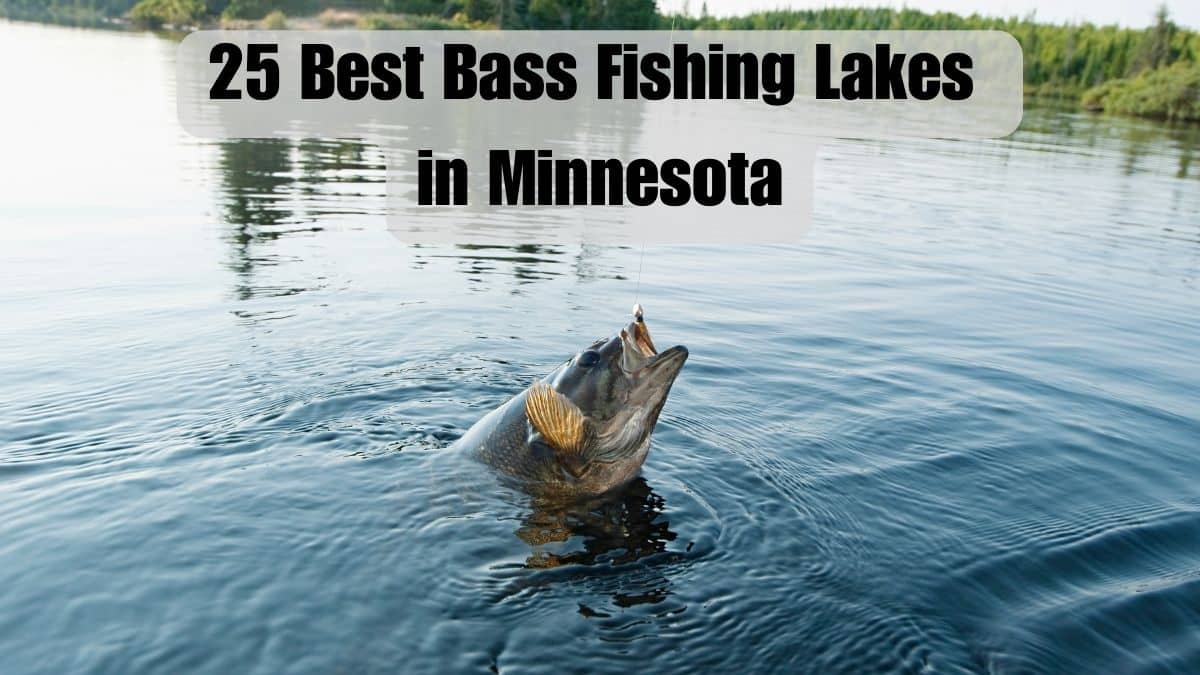 Largemouth bass at the end of a fishing line - Best Bass Fishing Lakes in Minnesota