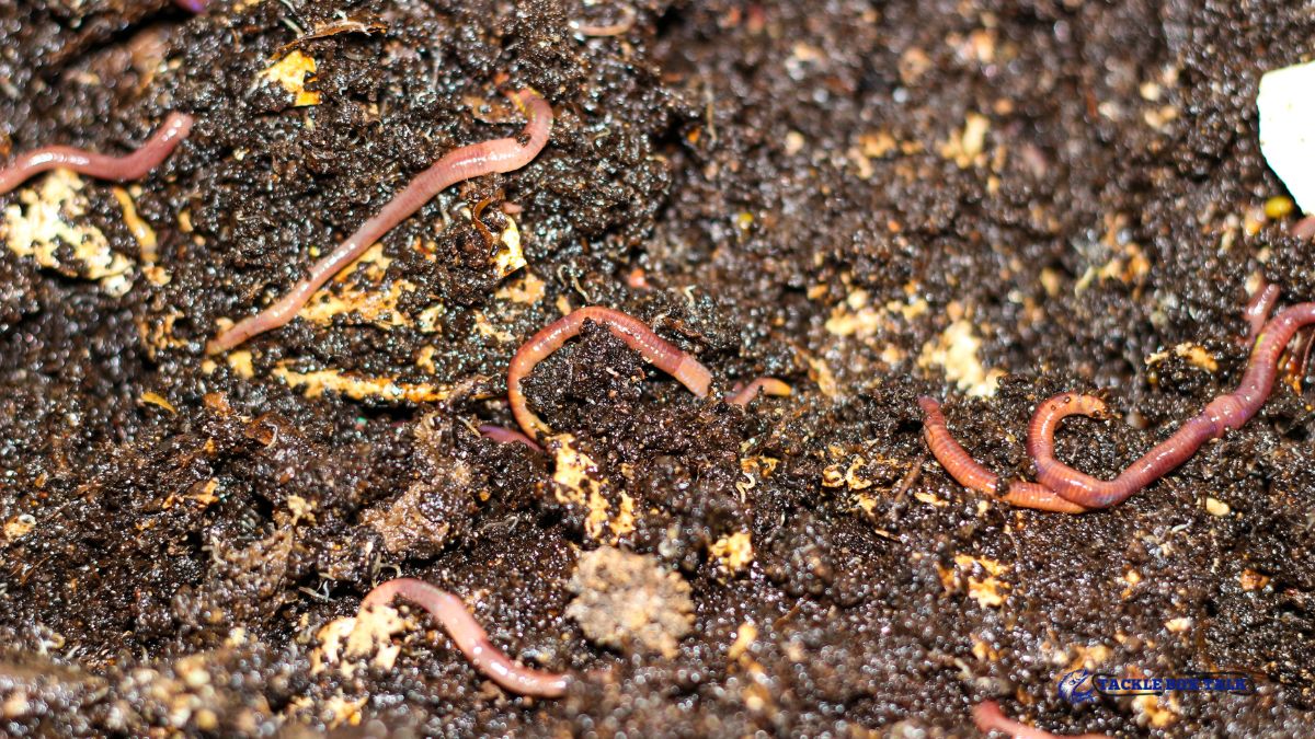 Worms in Compost